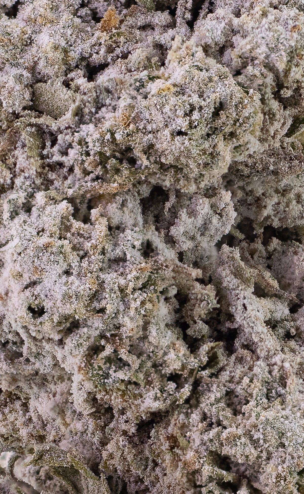 Amsterdam Sun | 24% THCA