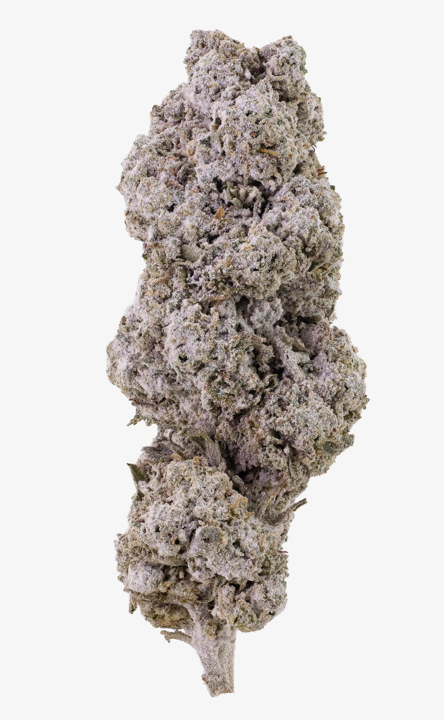 Amsterdam Sun | 24% THCA