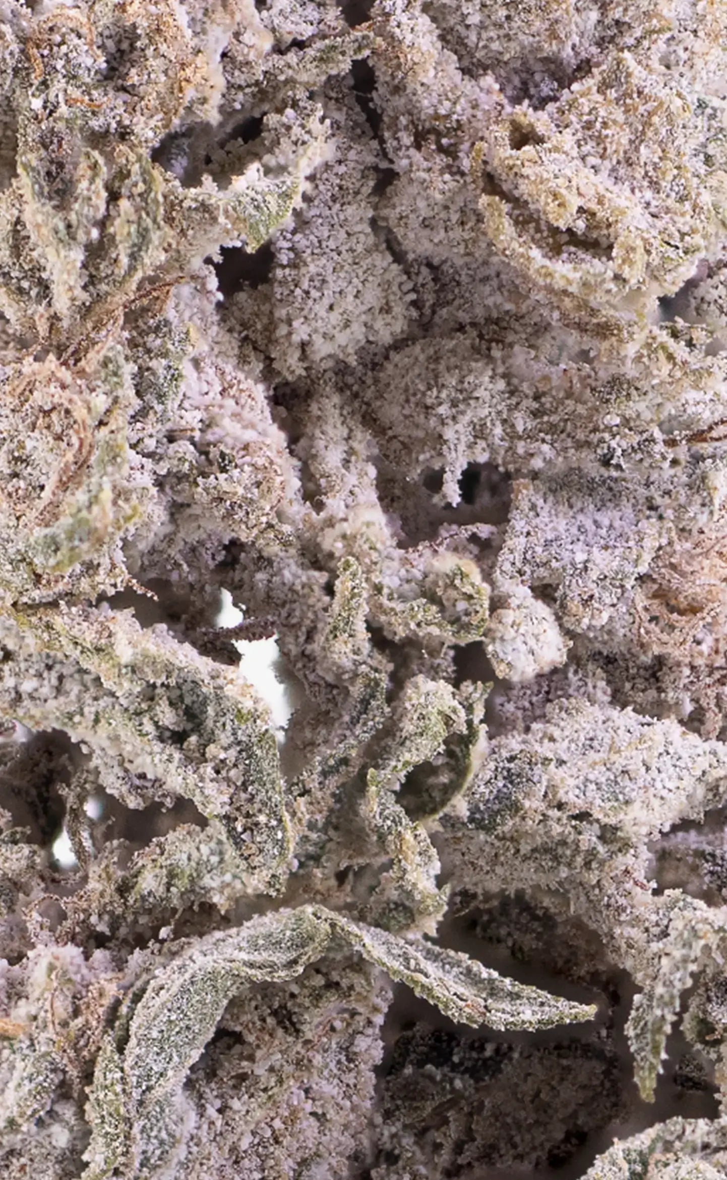 herbz konopný květ thca polar pineapple detailní makro záběr
