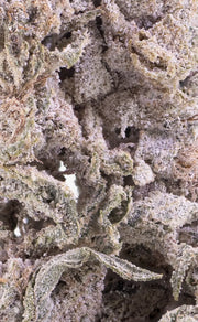 herbz konopný květ thca polar pineapple detailní makro záběr
