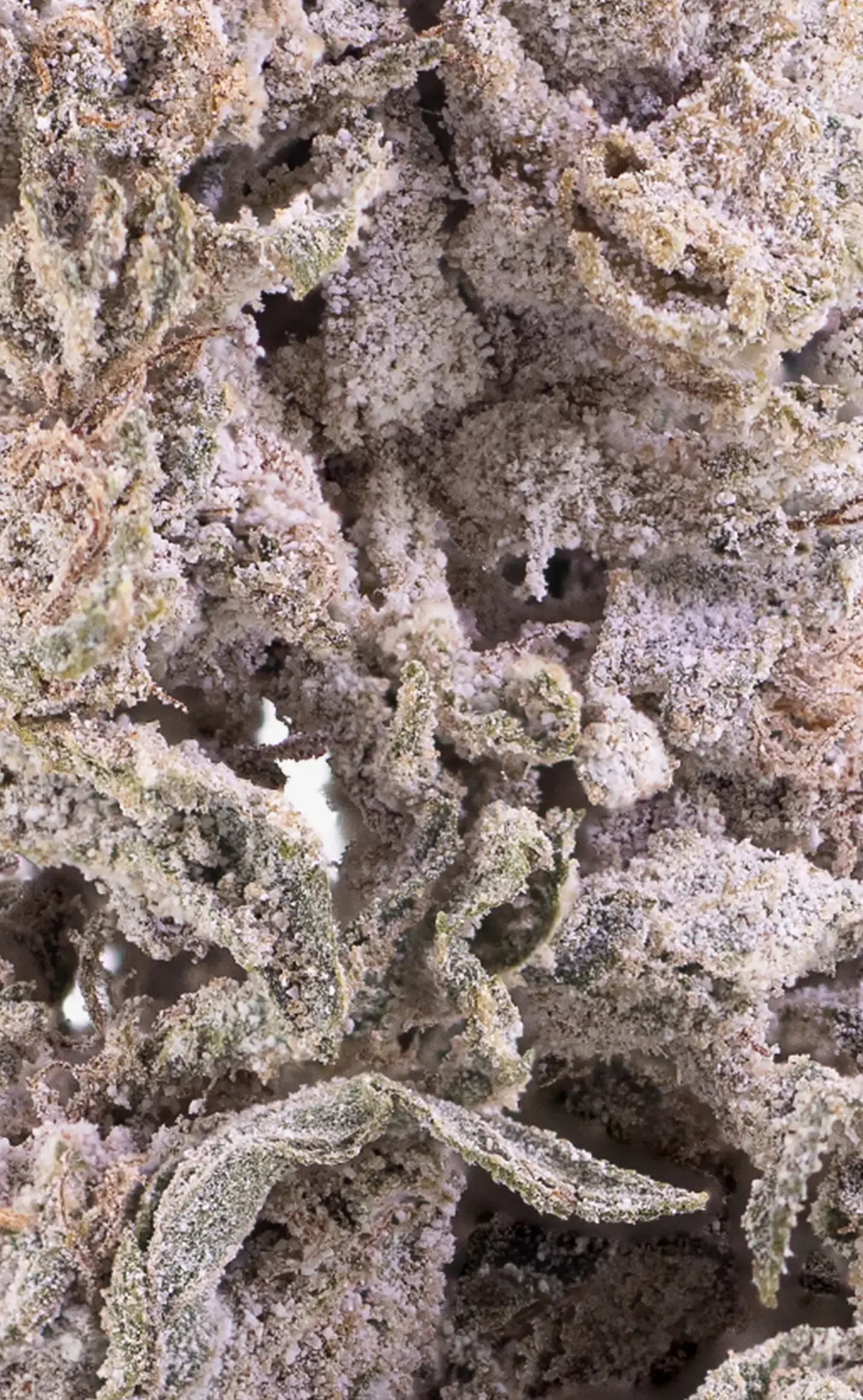 herbz konopný květ thca polar pineapple detailní makro záběr