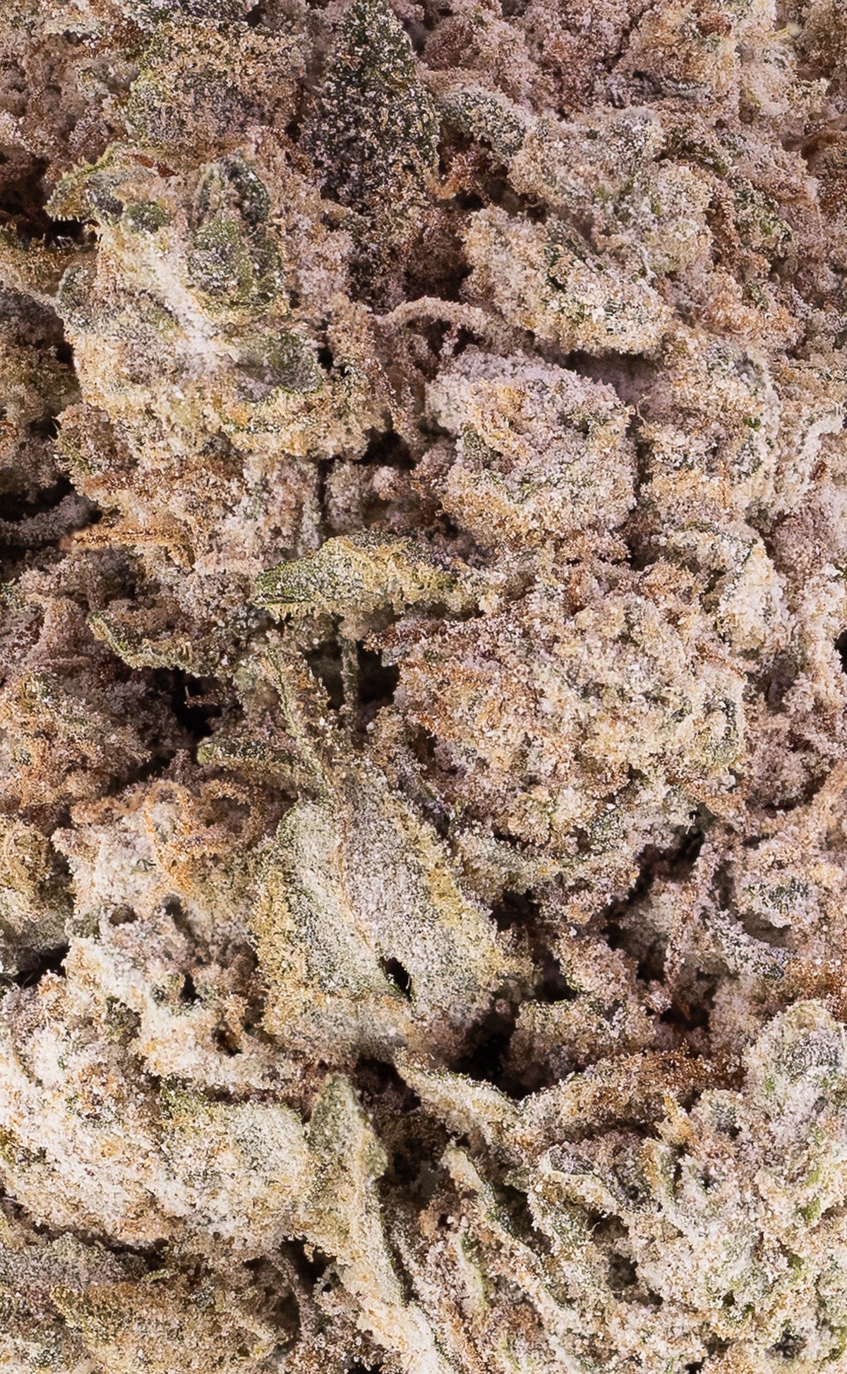 New York Diesel | 24% THCA