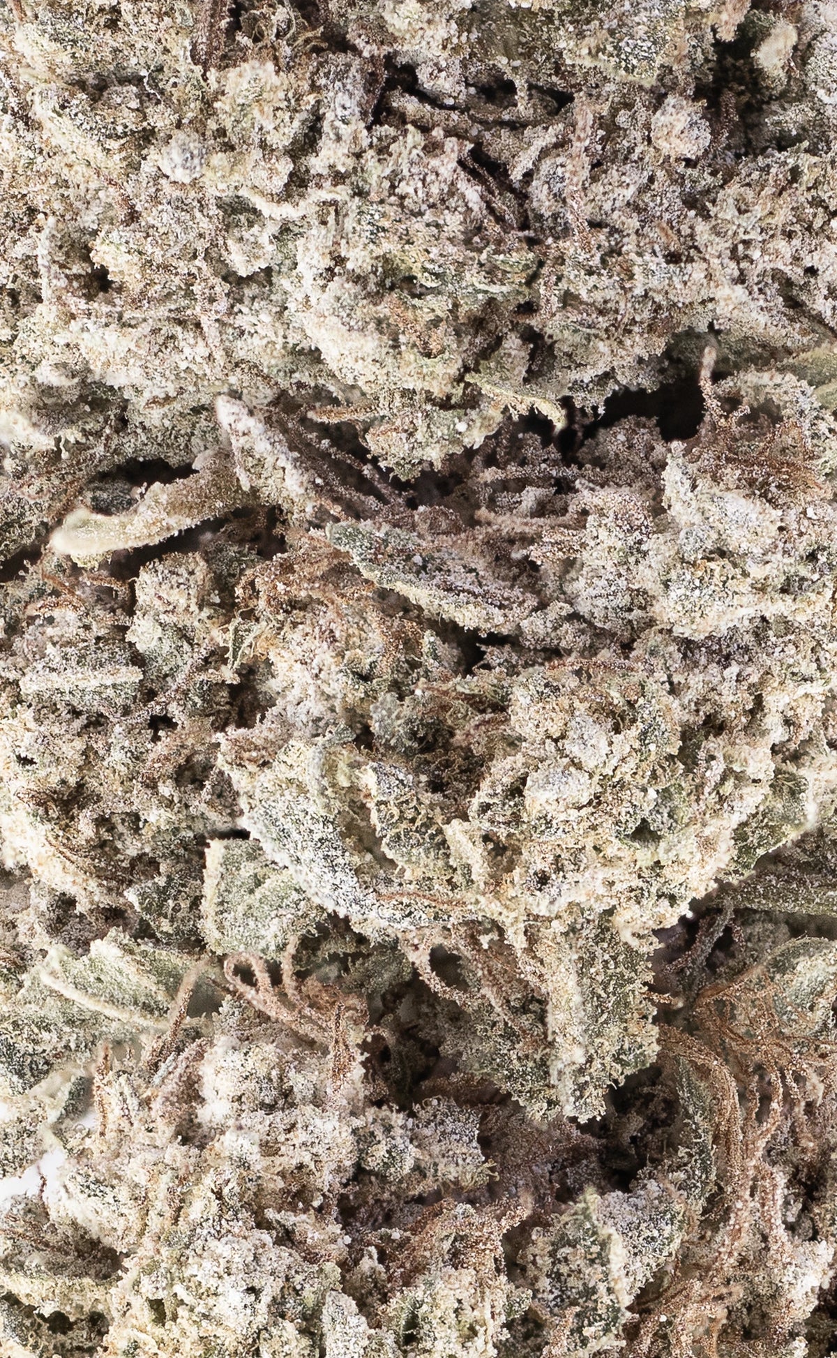 Olympic Grass | 24% THCA