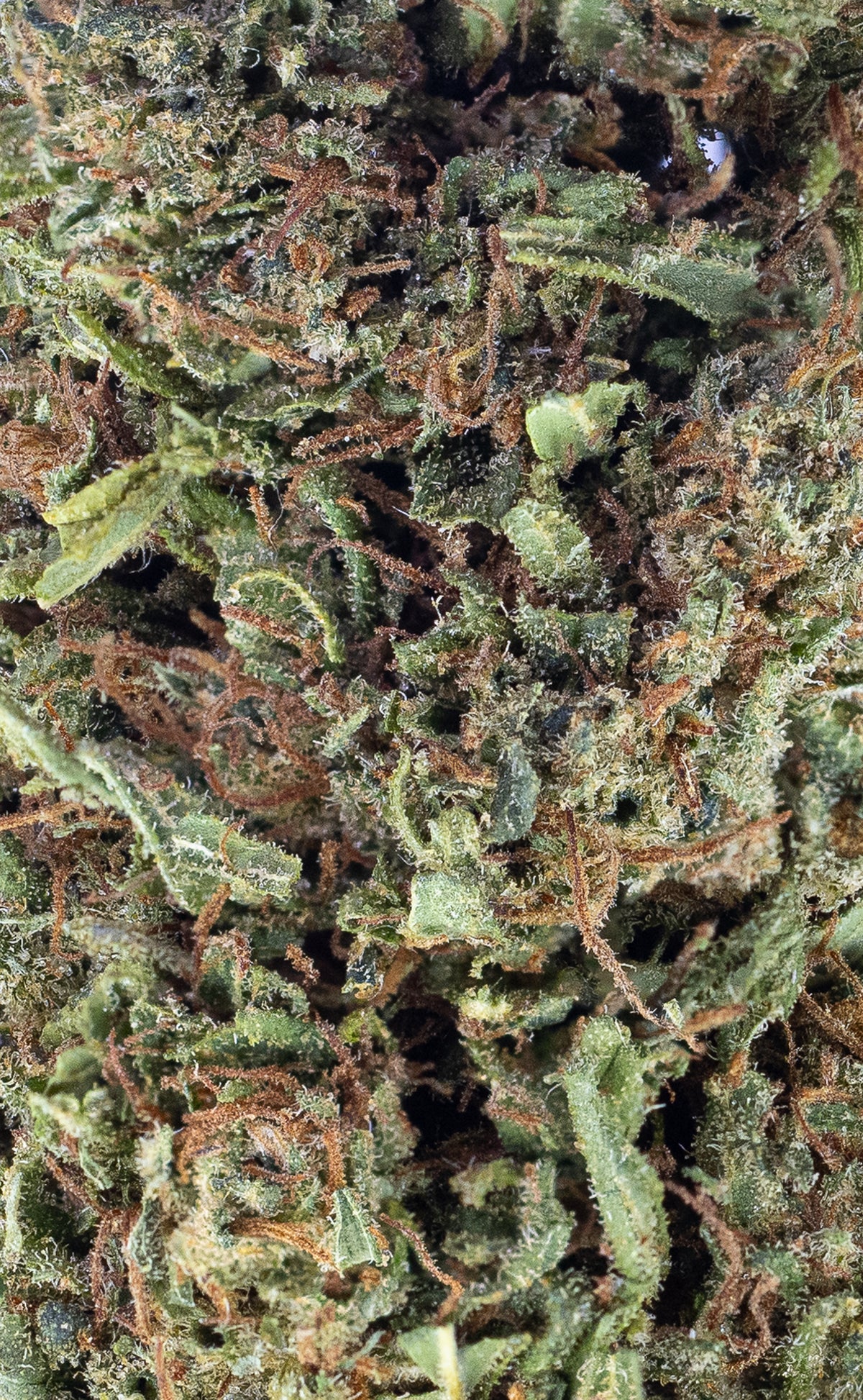 Sticky Bandit  | 15% CBD