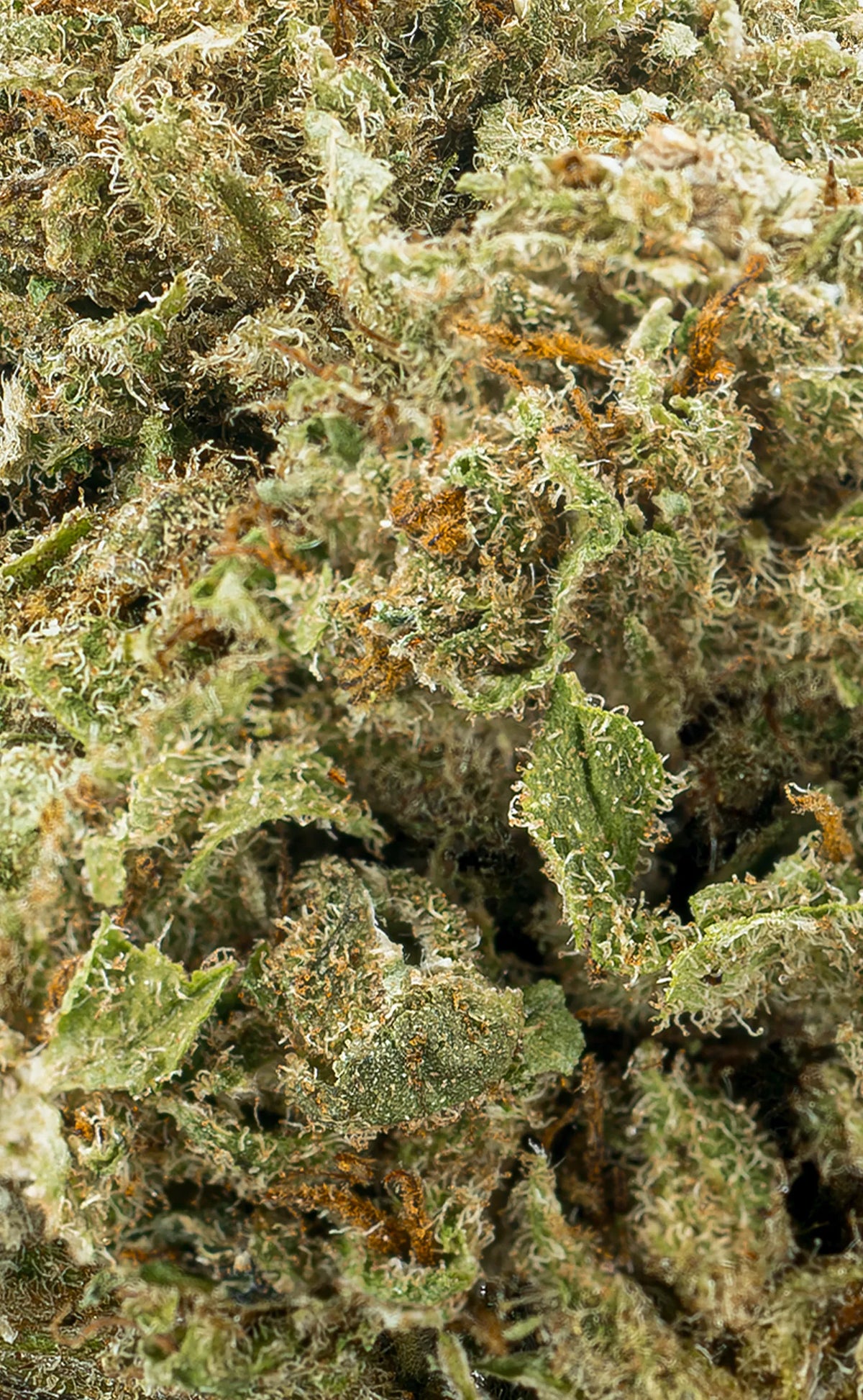 Zkittlez | 16% CBD - herbz.dk herbz.dk 1 g CBD květy - legální konopí