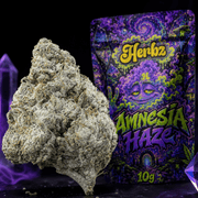 Květy Amnesia Haze s hutnou strukturou a bílou vrstvou pryskyřice